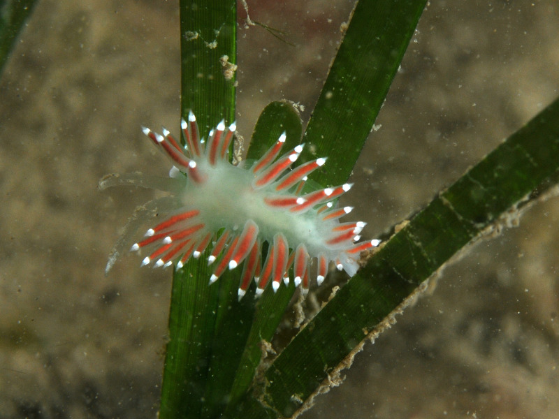 Modal: The slender sea slug <em>Microchlamylla gracilis</em>